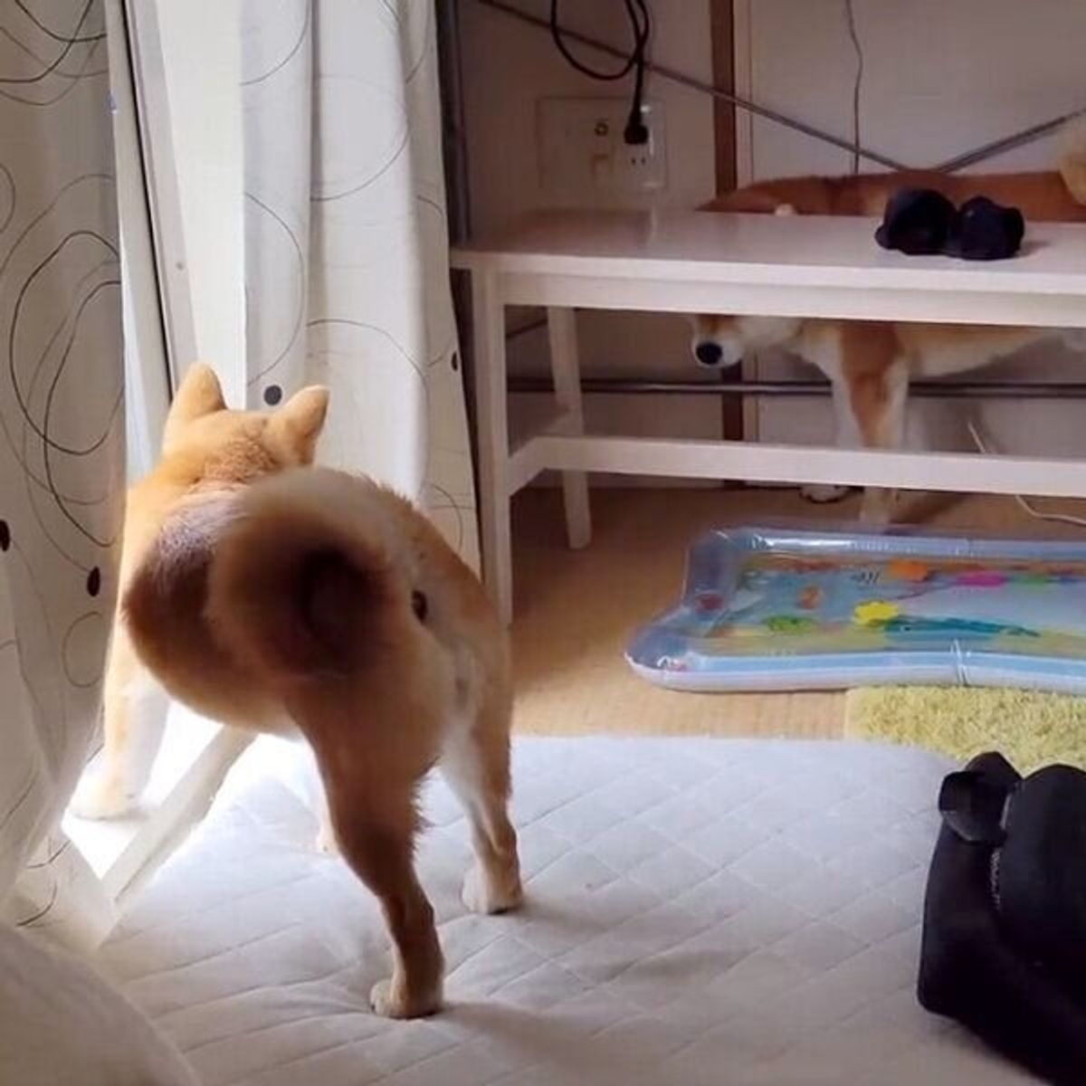 喧嘩して気まずそうに距離をとる兄犬と妹犬 お兄ちゃんが見せた行動 にグッとくる いぬのきもちweb Magazine 喧嘩して気まずそうに距離をとる兄犬と妹犬 お兄ちゃんが見せた行動 にグッとくる いぬのきもちweb Magazine