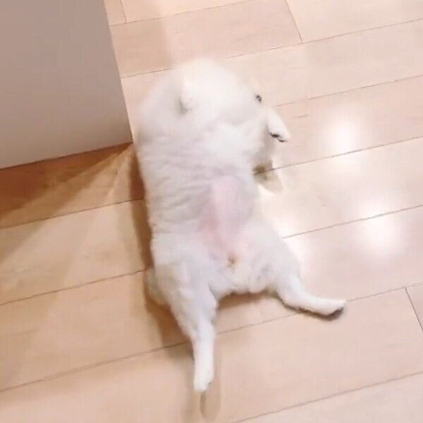 ゴロンと転がって「なでて」とアピールするアポちゃん