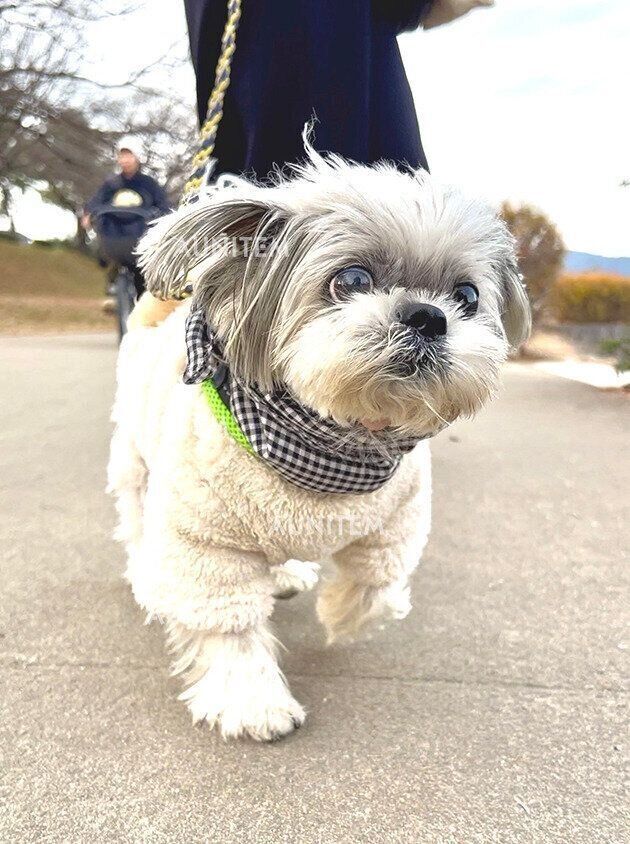 シーズー犬マンガてんぽshihtzu