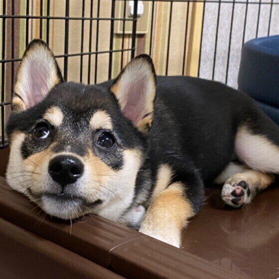 柴犬のJunJunちゃん