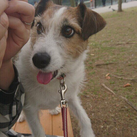 ジャック・ラッセル・テリアのあんこちゃん