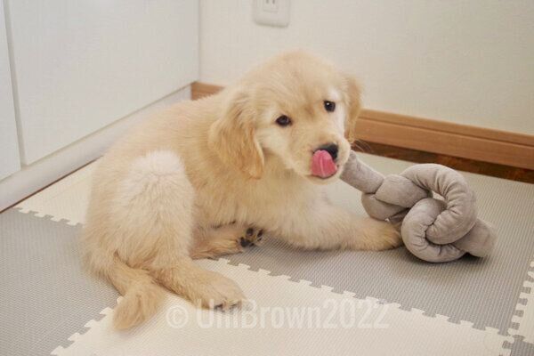 生後2カ月頃のうにちゃん