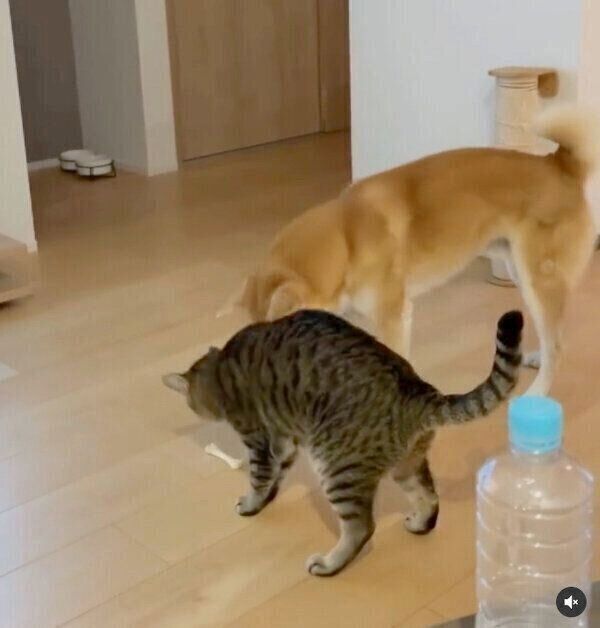 おやつを見つめるMugiくんとHaluくん