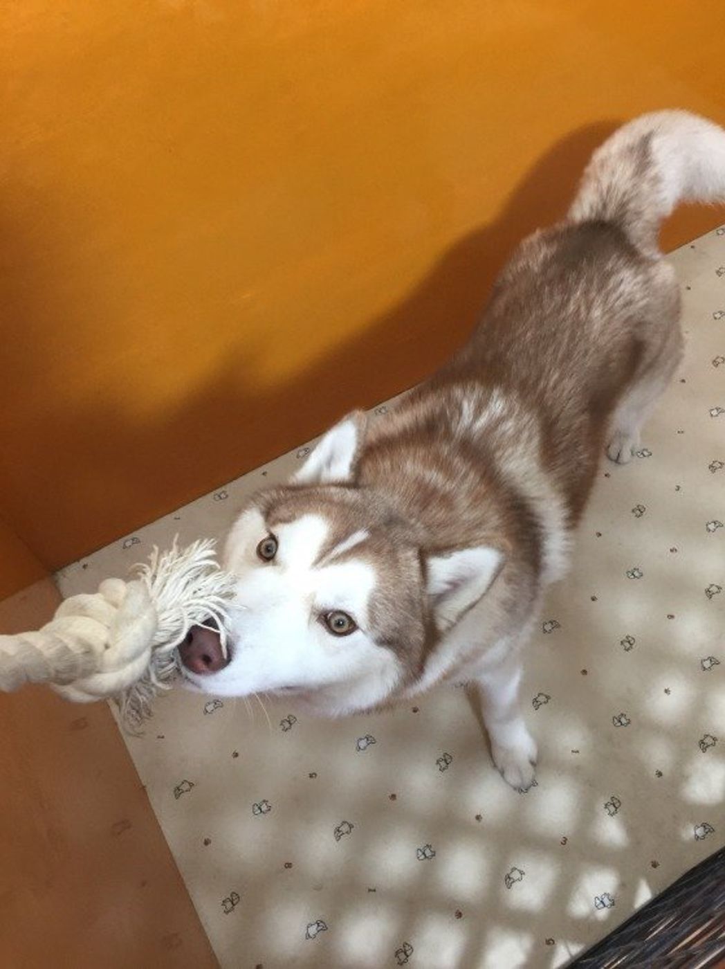愛犬が冷たい 犬のツンデレサインは飼い主への愛情 いぬのきもちweb Magazine 愛犬が冷たい 犬のツンデレサインは飼い主への愛情 いぬのきもちweb Magazine