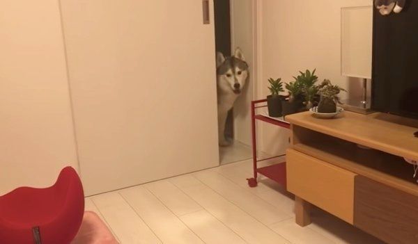 顔を出すシベリアン・ハスキー