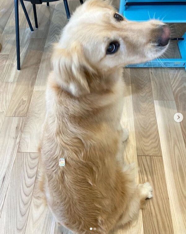 見つめるぽそちゃん