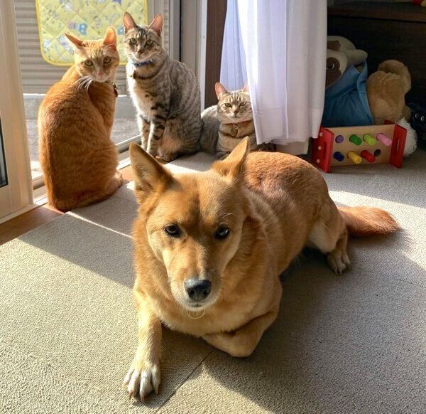 まったりするむぎちゃんと猫たち