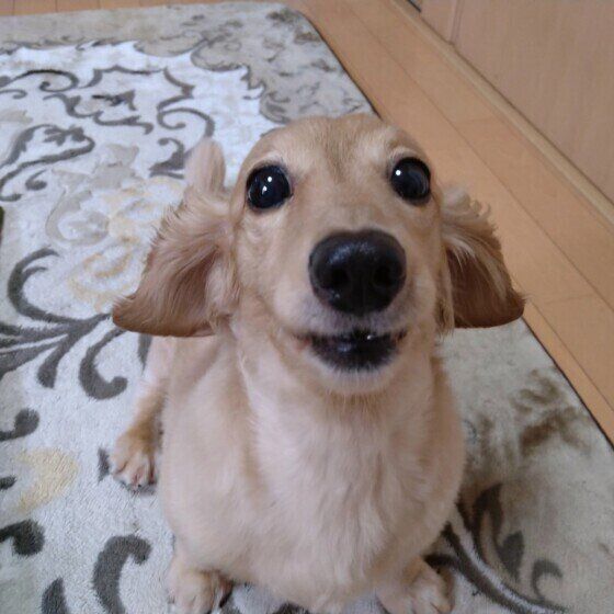 見つめるミニチュア・ダックスフンド