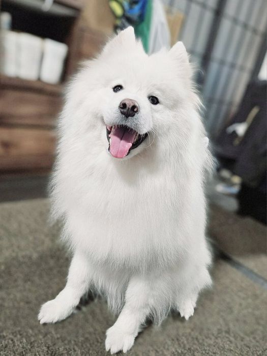 座って飼い主を見つめるサモエド