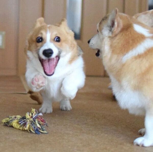 カイくん、ココロくん