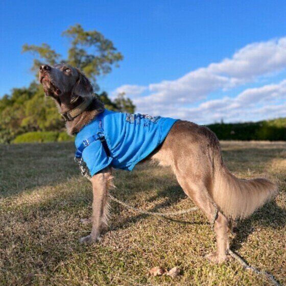 青い空が似合っているワイマラナーのスバルくん