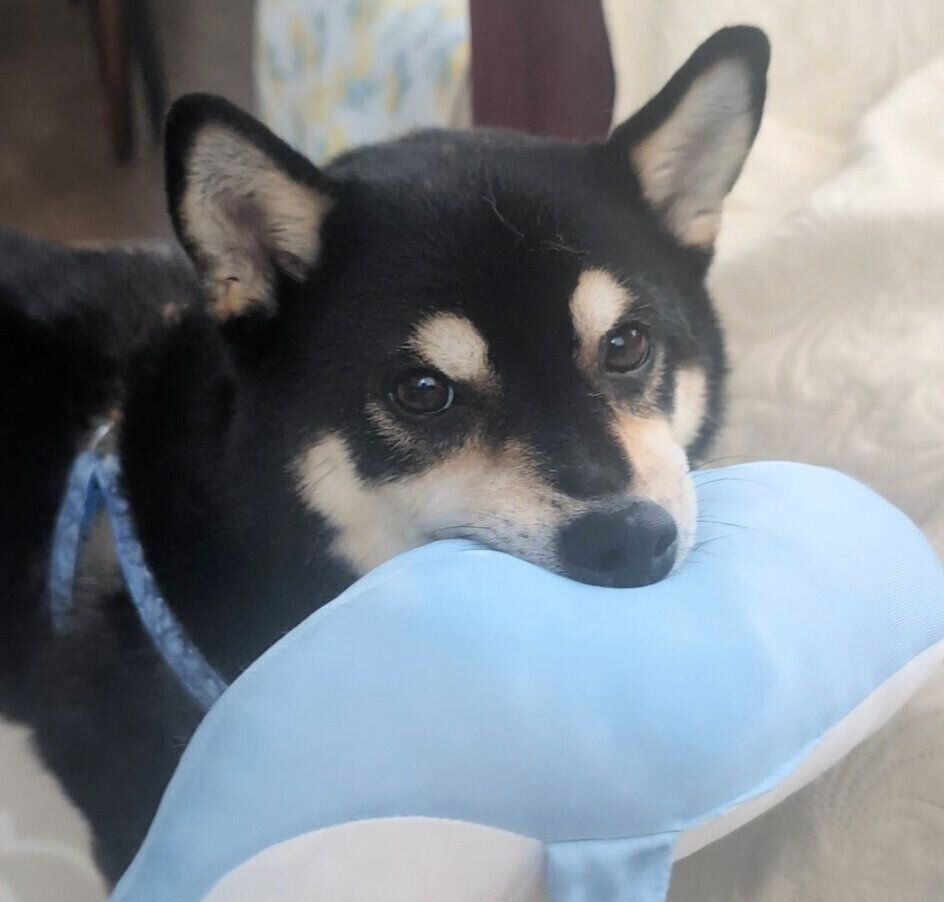 お気に入りのおもちゃをくわえるゆずくん