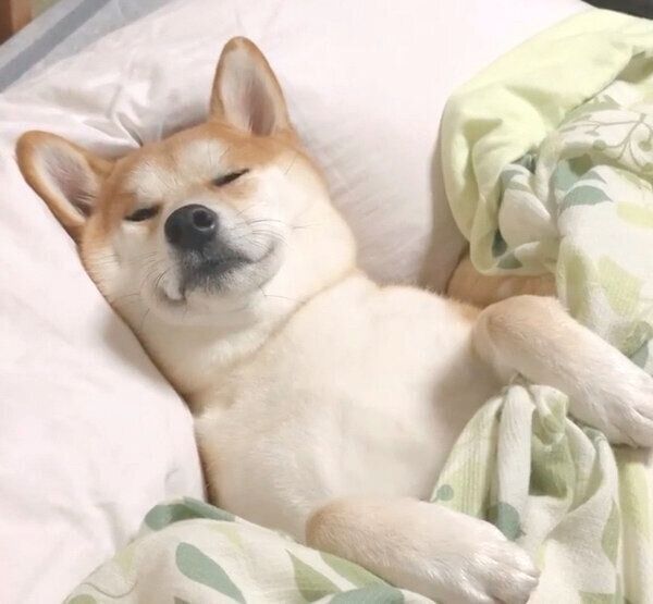 布団をかけて眠るめんまくん