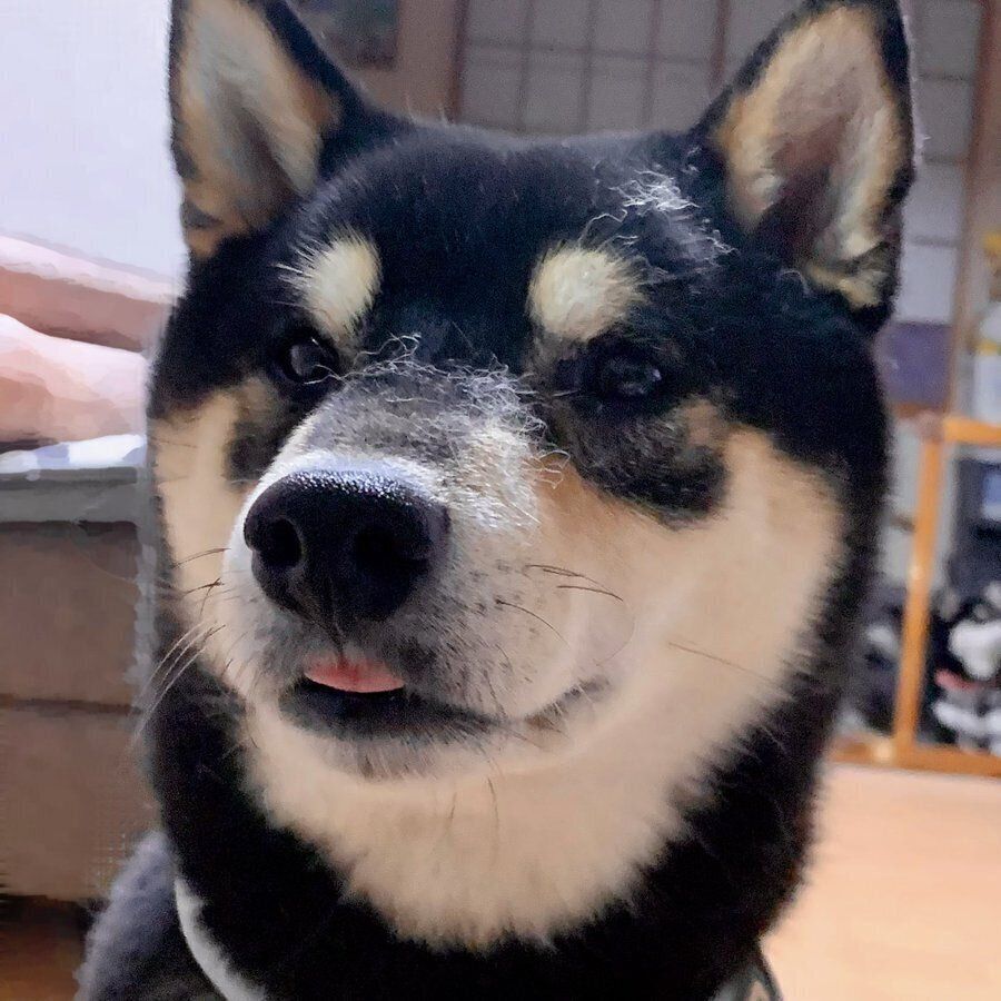 ちょっと舌を出しているそらちよくん