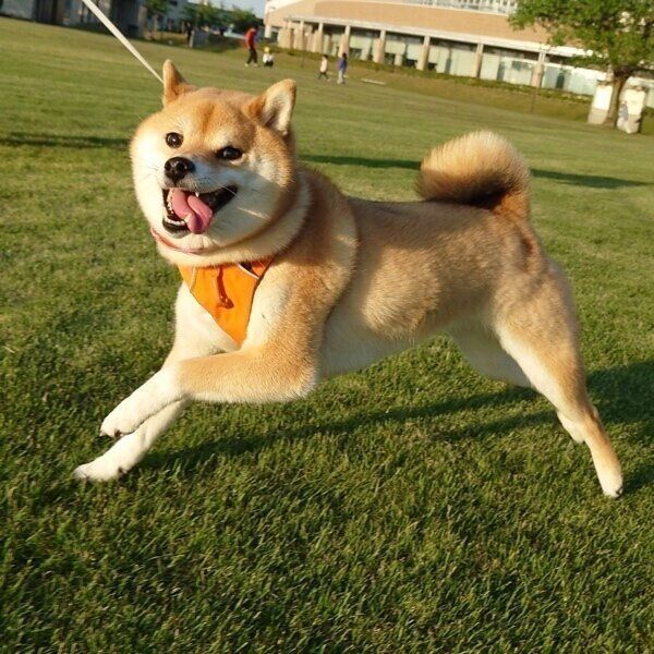 芝生ではしゃぐニコちゃん