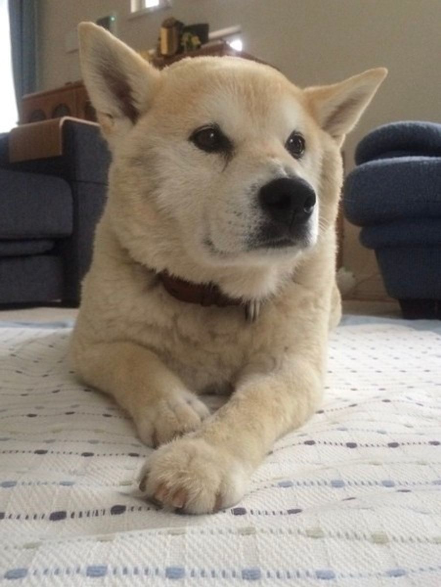 獣医師監修 子犬 成犬 高齢犬 年代別無駄吠え防止対策 グッズ いぬのきもちweb Magazine 獣医師監修 子犬 成犬 高齢犬 年代別無駄吠え防止対策 グッズ いぬのきもちweb Magazine