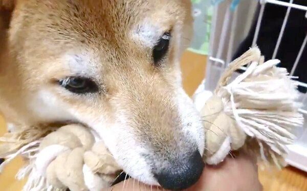 オモチャを持ってくるなつさん