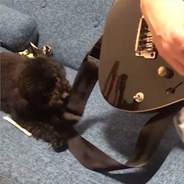 かまってほしいトイ・プードル