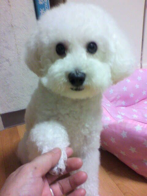 オテをするトイ・プードル