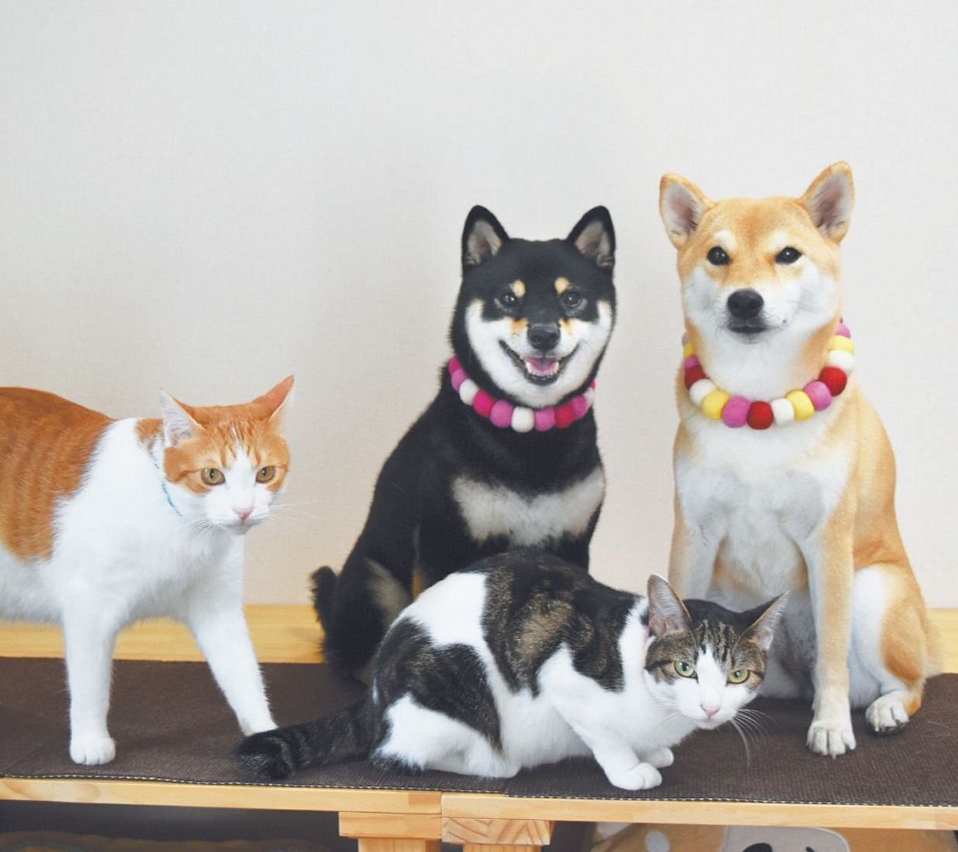 犬2頭 猫2匹との暮らし 憧れの多頭飼いライフについて聞いてみた いぬのきもちweb Magazine 犬2頭 猫2匹との暮らし 憧れの多頭飼いライフについて聞いてみた いぬのきもちweb Magazine