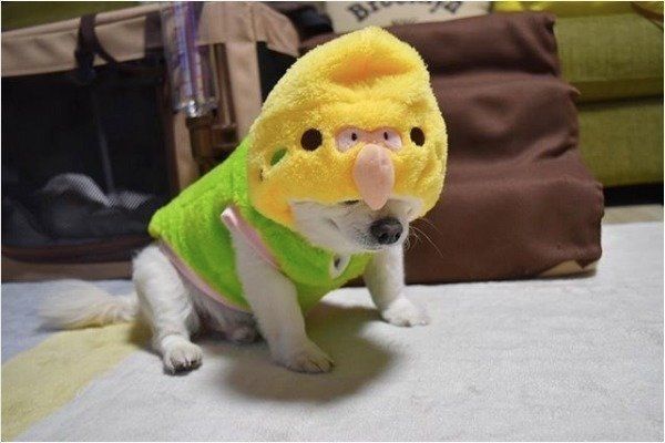 気ぐるみを着るチワワ