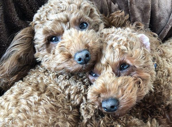 寄り添うトイ・プードル