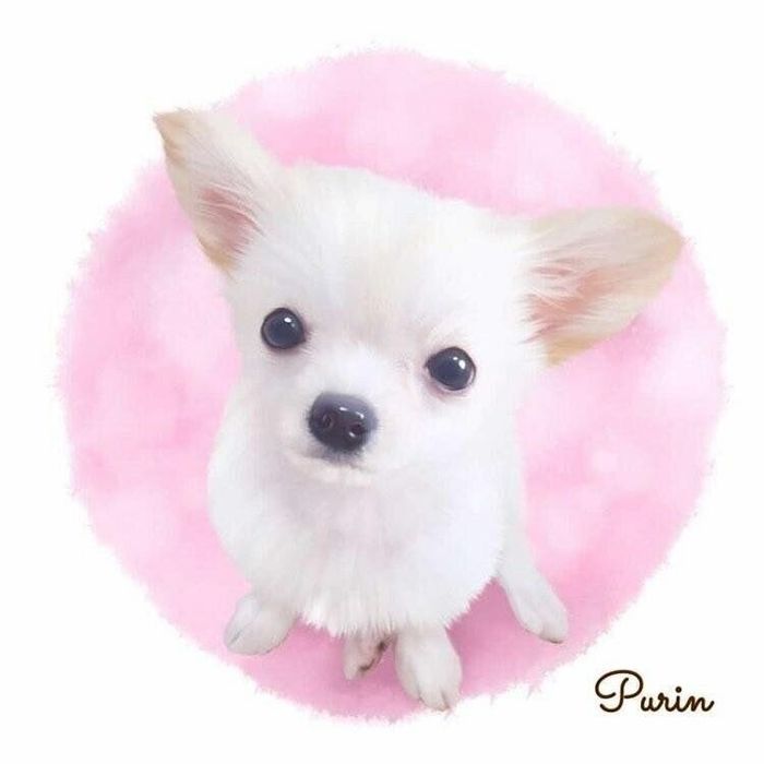 イラストも人気