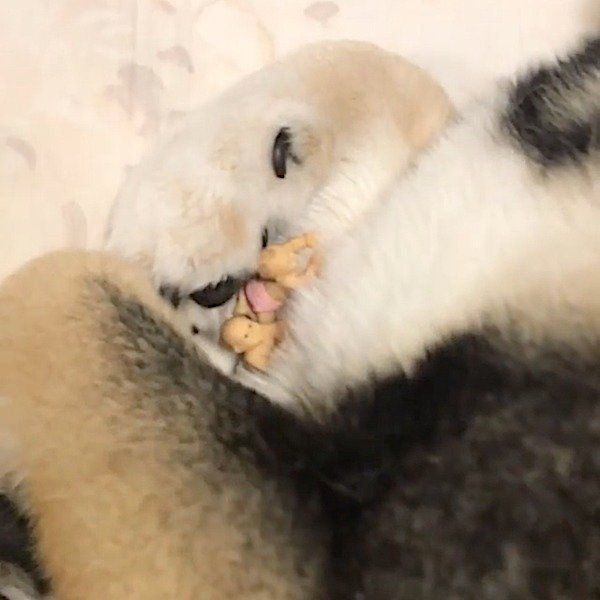 あるものを大事そうに抱える豆柴