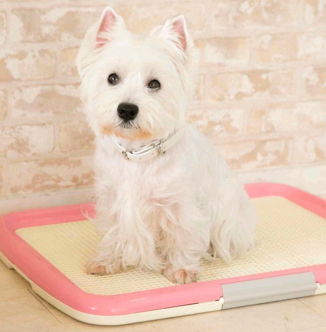 オシッコの病気になりやすい犬種は オスとメスどちらがなりやすい いぬのきもちweb Magazine オシッコの病気になりやすい犬種は オスとメスどちらがなりやすい いぬのきもちweb Magazine