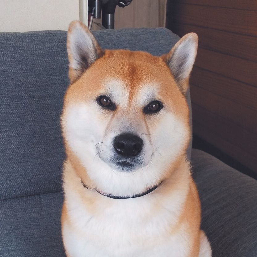 泥棒ヒゲの跡はなし