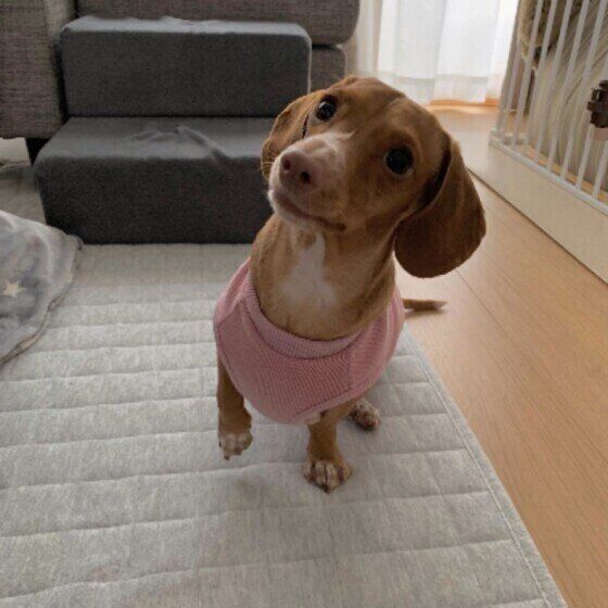 犬が片方の前足を上げる理由 仕草からみる犬の気持ちとは？ いぬのきもち