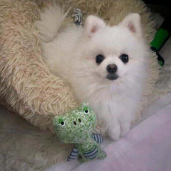 見つめるポメラニアン