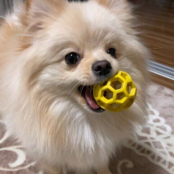 獣医師監修 犬ににんにくは絶対にng 食べてしまったときの症状と対処方法 いぬのきもちweb Magazine