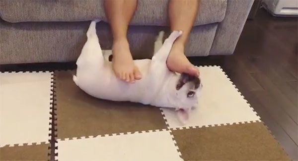 喜びを爆発させるフレンチ・ブルドッグ