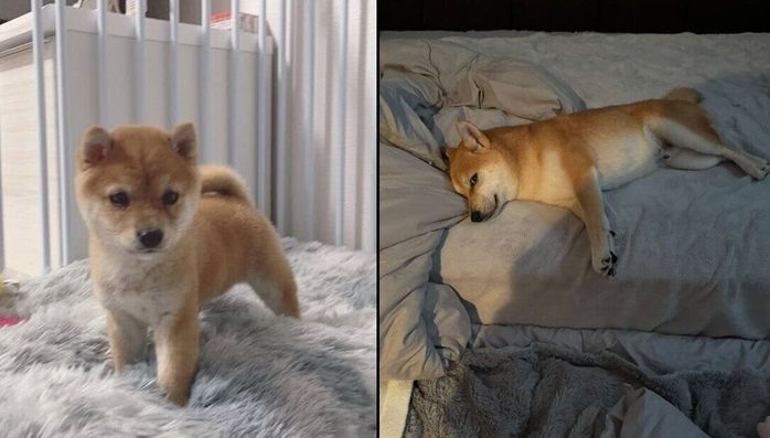 わさびくんの成長ビフォーアフター