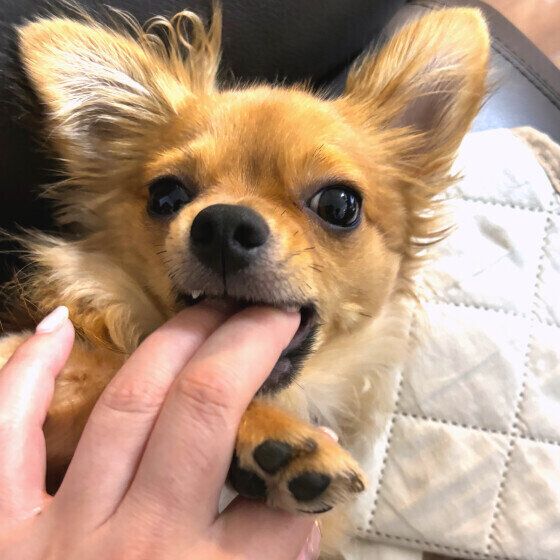 手に甘噛みをするチワワ