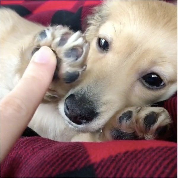 ダックスフンド