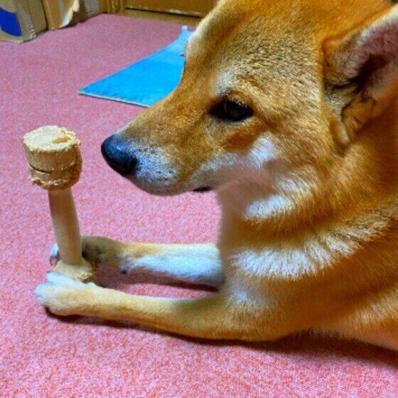 これって老化？それとも病気？見過ごしがちな犬の症状とは