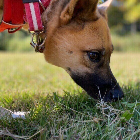 犬のクン活って何？ 愛犬にニオイを嗅がせる際の注意点とは いぬのきもち