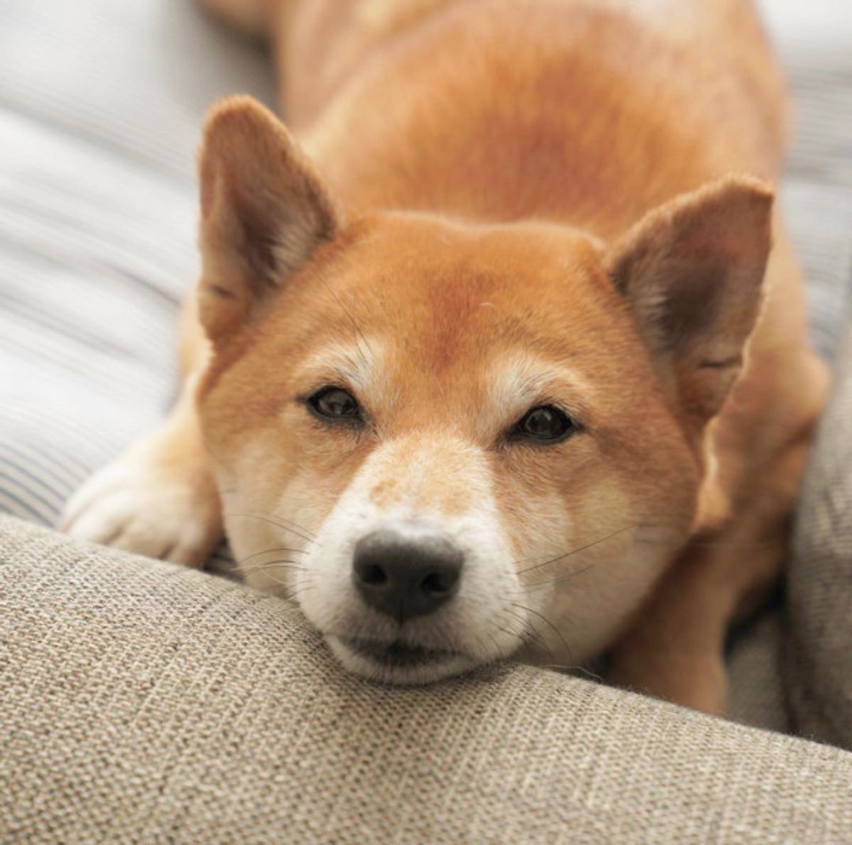 肉球だけはngワン いじられて不機嫌になっちゃった柴犬ちゃん D いぬのきもちweb Magazine 肉球だけはngワン いじられて不機嫌になっちゃった柴犬ちゃん D いぬのきもちweb Magazine