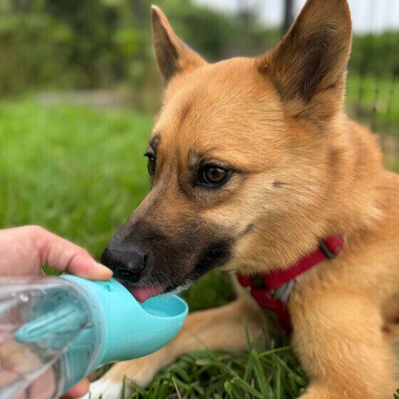 暑い夏は愛犬とどう過ごす？ 考えておきたい夏の犬の飼い方・過ごし方 水分補給 いぬのきもWEBMAGAZINE