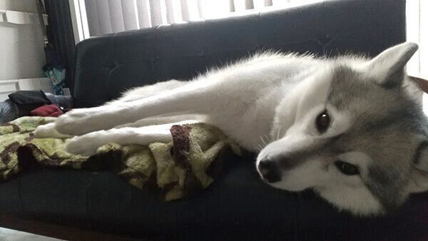 ソファでくつろぐほづみちゃん