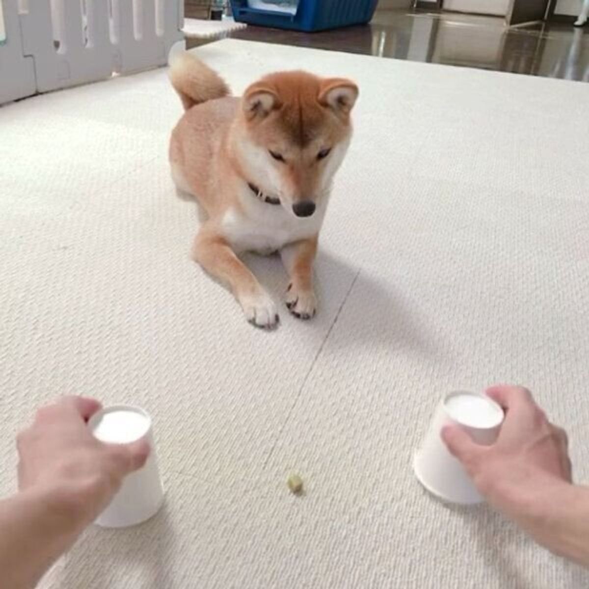 可愛くて笑っちゃう おやつ遊びをする柴犬が一生懸命になりすぎた結果 可愛すぎるハプニング発生 いぬのきもちweb Magazine 可愛くて笑っちゃう おやつ遊びをする柴犬が一生懸命になりすぎた結果 可愛すぎるハプニング発生 いぬのきもちweb Magazine