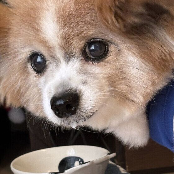 シニア犬の暑さ対策はできている？ 高齢犬の夏の過ごし方と注意点 いぬのきもち