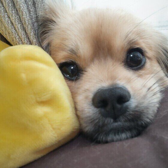Ｍｉｘ　小型犬　しゃくれ