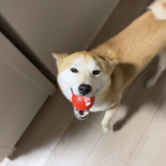 ボールを咥えてお出迎えする柴犬