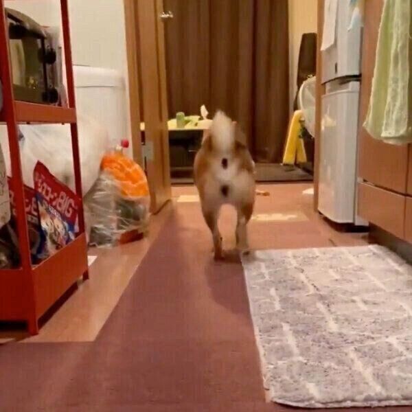 お気に入りのおもちゃをくわえて、去っていくクリ丸ちゃん
