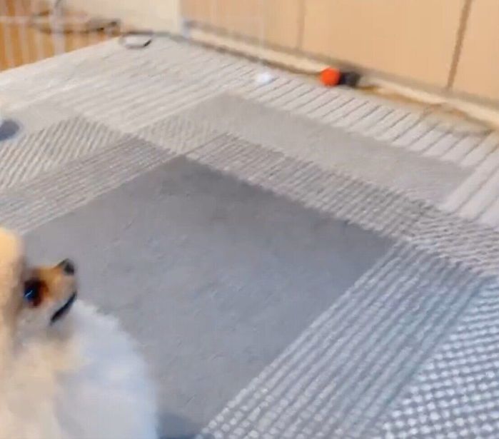 ごはんが入っている棚を見つめるもこちゃん