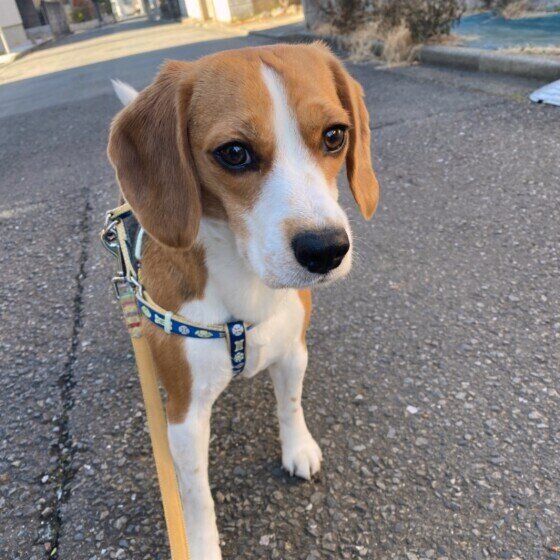 お散歩中のビーグル