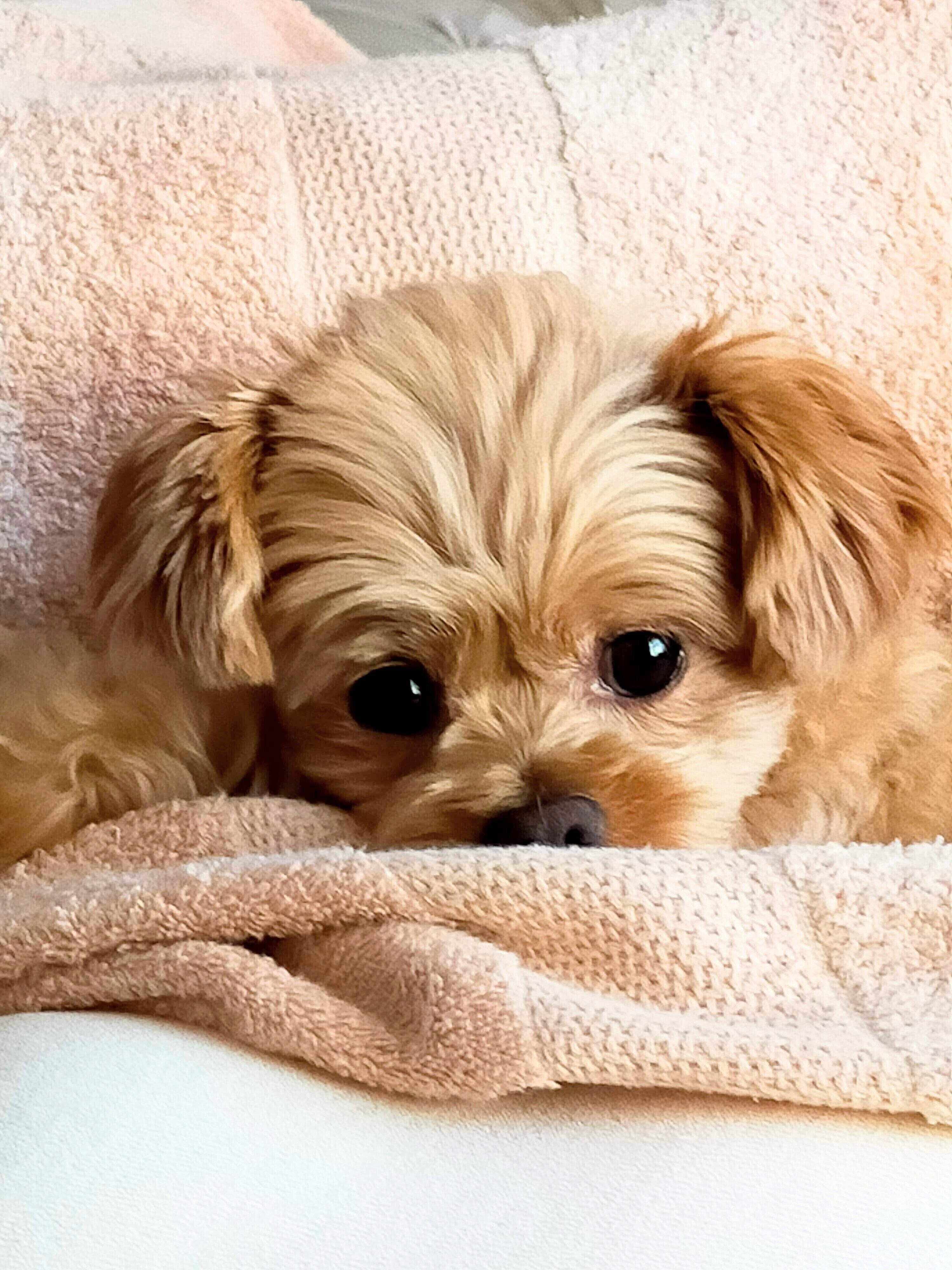 「振り向けば 切ない瞳 君恋し」